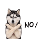 シベリアンハスキー★即返信に使える！（個別スタンプ：13）