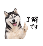 シベリアンハスキー★即返信に使える！（個別スタンプ：15）