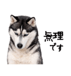 シベリアンハスキー★即返信に使える！（個別スタンプ：16）