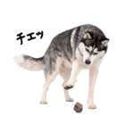 シベリアンハスキー★即返信に使える！（個別スタンプ：17）