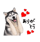 シベリアンハスキー★即返信に使える！（個別スタンプ：19）