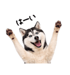 シベリアンハスキー★即返信に使える！（個別スタンプ：20）