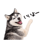 シベリアンハスキー★即返信に使える！（個別スタンプ：21）