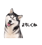 シベリアンハスキー★即返信に使える！（個別スタンプ：22）