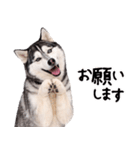 シベリアンハスキー★即返信に使える！（個別スタンプ：23）