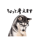 シベリアンハスキー★即返信に使える！（個別スタンプ：24）