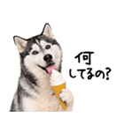 シベリアンハスキー★即返信に使える！（個別スタンプ：25）
