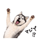 シベリアンハスキー★即返信に使える！（個別スタンプ：26）