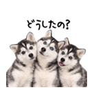 シベリアンハスキー★即返信に使える！（個別スタンプ：27）
