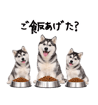 シベリアンハスキー★即返信に使える！（個別スタンプ：28）