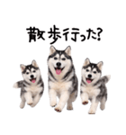 シベリアンハスキー★即返信に使える！（個別スタンプ：29）