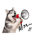 シベリアンハスキー★即返信に使える！（個別スタンプ：30）