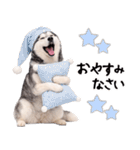 シベリアンハスキー★即返信に使える！（個別スタンプ：31）