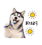 シベリアンハスキー★即返信に使える！（個別スタンプ：32）