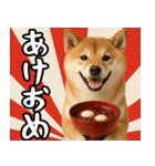 毎年使える 柴犬のあけおめスタンプ（個別スタンプ：3）