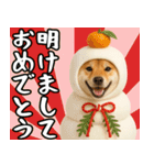 毎年使える 柴犬のあけおめスタンプ（個別スタンプ：5）