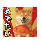 毎年使える 柴犬のあけおめスタンプ（個別スタンプ：6）