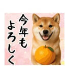 毎年使える 柴犬のあけおめスタンプ（個別スタンプ：10）