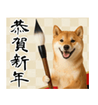 毎年使える 柴犬のあけおめスタンプ（個別スタンプ：11）