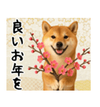 毎年使える 柴犬のあけおめスタンプ（個別スタンプ：14）