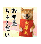 毎年使える 柴犬のあけおめスタンプ（個別スタンプ：15）