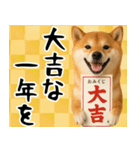 毎年使える 柴犬のあけおめスタンプ（個別スタンプ：18）