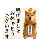 毎年使える 柴犬のあけおめスタンプ（個別スタンプ：20）