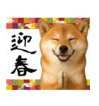 毎年使える 柴犬のあけおめスタンプ（個別スタンプ：21）