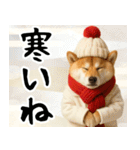 毎年使える 柴犬のあけおめスタンプ（個別スタンプ：22）