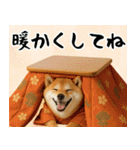 毎年使える 柴犬のあけおめスタンプ（個別スタンプ：23）