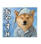 毎年使える 柴犬のあけおめスタンプ（個別スタンプ：24）