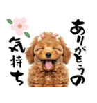 笑顔で迎える2026♡お正月プードル年賀（個別スタンプ：13）