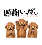 笑顔で迎える2026♡お正月プードル年賀（個別スタンプ：14）