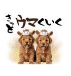 笑顔で迎える2026♡お正月プードル年賀（個別スタンプ：27）