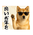 サングラスした柴犬 あけおめスタンプ（個別スタンプ：16）