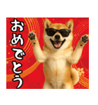 サングラスした柴犬 あけおめスタンプ（個別スタンプ：17）