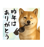 サングラスした柴犬 あけおめスタンプ（個別スタンプ：21）
