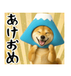 富士山をかぶった柴犬 年末年始（個別スタンプ：1）