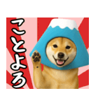 富士山をかぶった柴犬 年末年始（個別スタンプ：2）