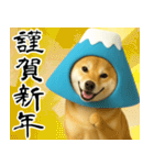 富士山をかぶった柴犬 年末年始（個別スタンプ：4）
