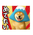 富士山をかぶった柴犬 年末年始（個別スタンプ：6）