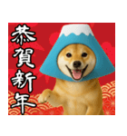 富士山をかぶった柴犬 年末年始（個別スタンプ：7）