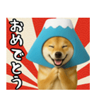 富士山をかぶった柴犬 年末年始（個別スタンプ：8）