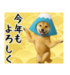 富士山をかぶった柴犬 年末年始（個別スタンプ：9）