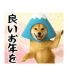 富士山をかぶった柴犬 年末年始（個別スタンプ：11）