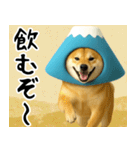 富士山をかぶった柴犬 年末年始（個別スタンプ：12）