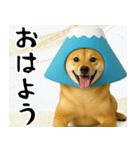 富士山をかぶった柴犬 年末年始（個別スタンプ：13）