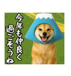 富士山をかぶった柴犬 年末年始（個別スタンプ：14）