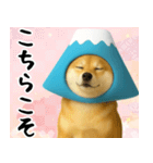 富士山をかぶった柴犬 年末年始（個別スタンプ：16）