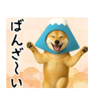 富士山をかぶった柴犬 年末年始（個別スタンプ：17）